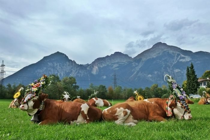 almabtrieb zillertal