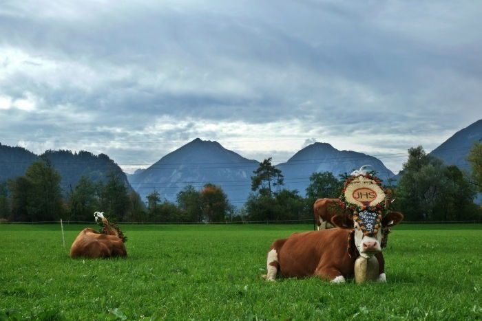 almabtrieb zillertal
