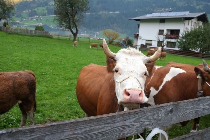 almabtrieb zillertal