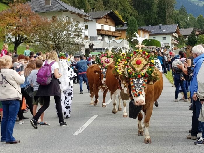 almabtrieb zillertal tirol