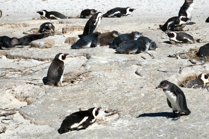 Boulders Beach and Betty's Bay Penguins Spotting in South Africa 85