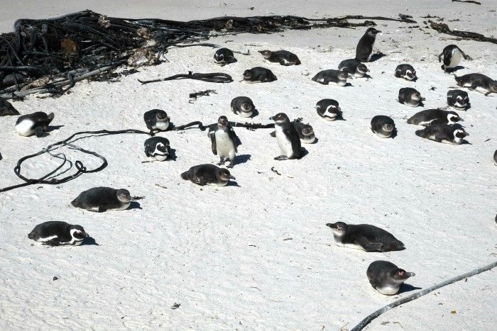 cape town south africa penguins
