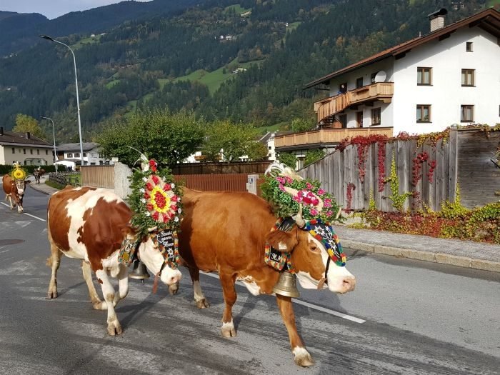 cattle drive holidays