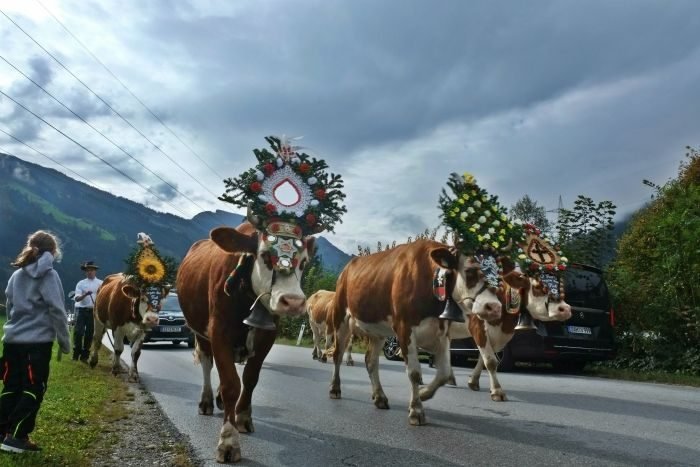 cows and flowers
