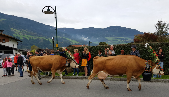 decorated cow