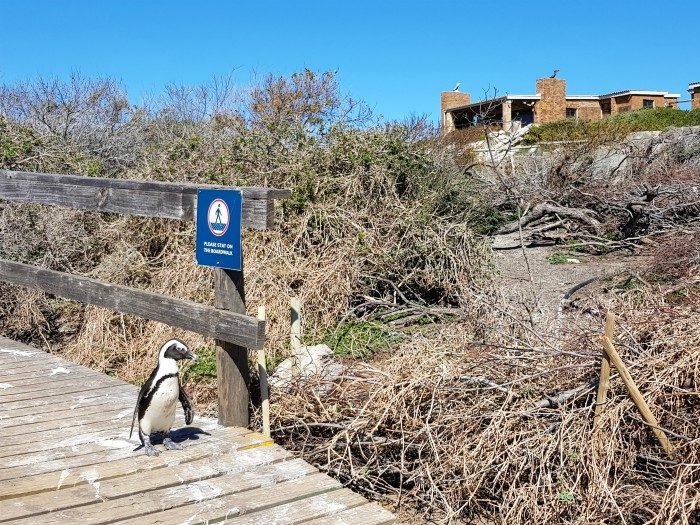 betty's bay south africa