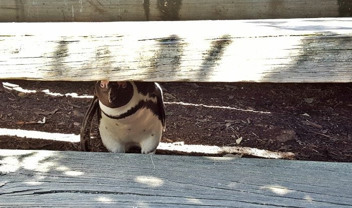 penguin beach south africa