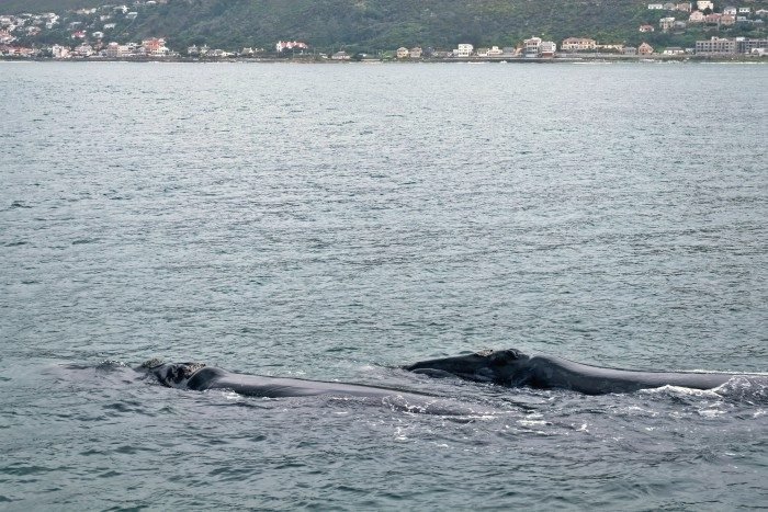 whale watching zuid afrika