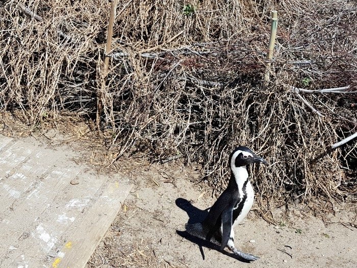 south africa penguin