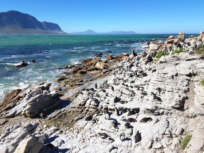 south africa penguin beach