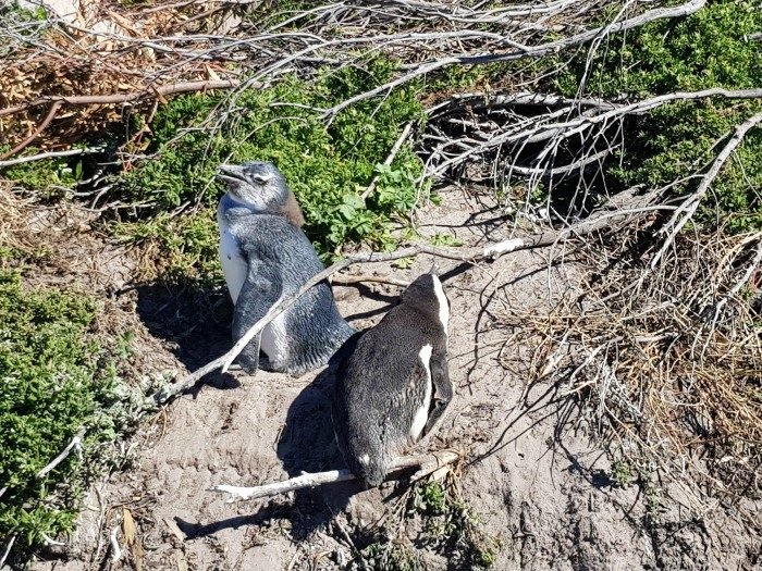 stony point penguin colony betty's bay