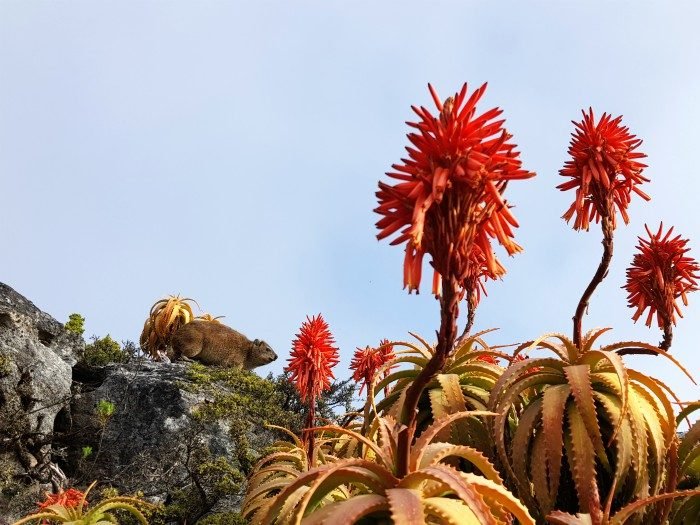 table top south africa