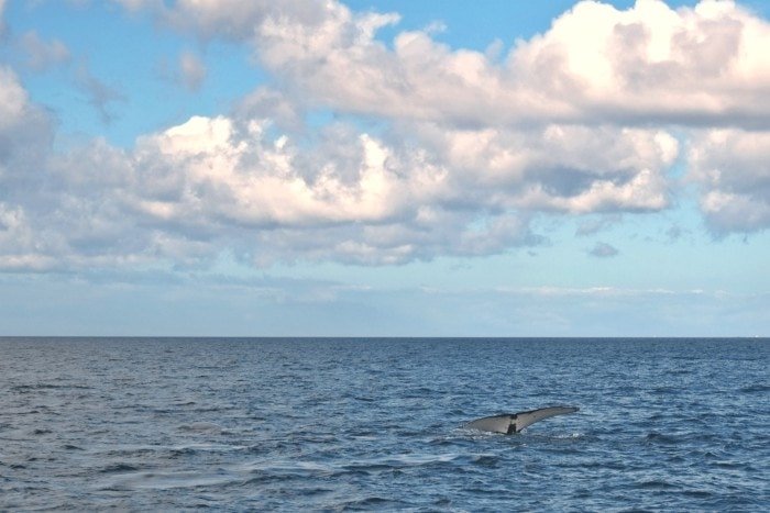 Whale watching South Africa - where to go for the best views 6