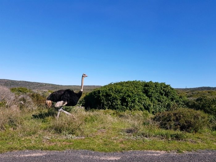 cape of good hope nature reserve