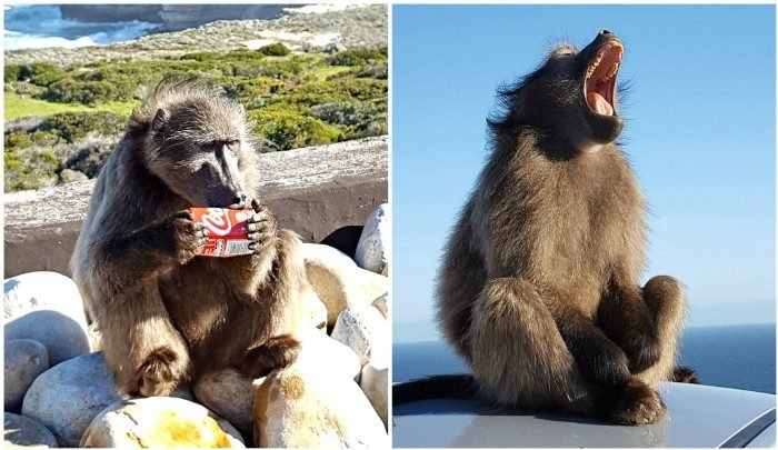 cape point day tour