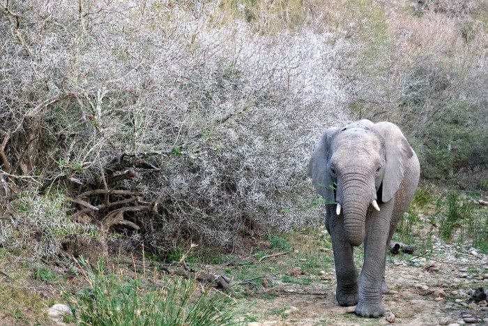 dieren uit zuid-afrika