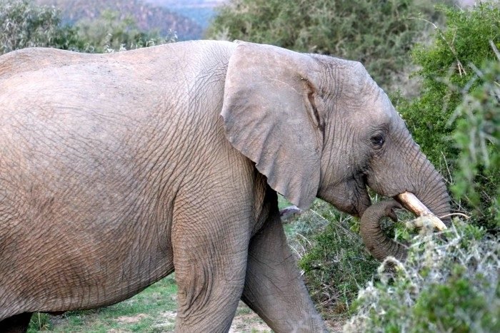 shamwari conservation experience