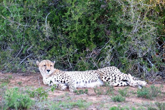 shamwari game reserve map