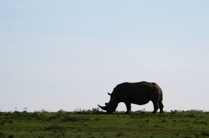 shamwari game reserve safari