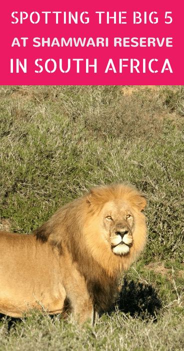 Want to do a safari at the Eastern Cape in South Africa? Shamwari Game Reserve has the most beautiful lodges AND the big five. We spotted elephants, rhinos and more. Click for our review