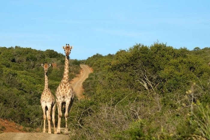 shamwari game reserve