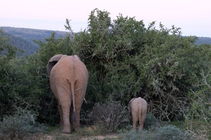 shamwari zuid afrika