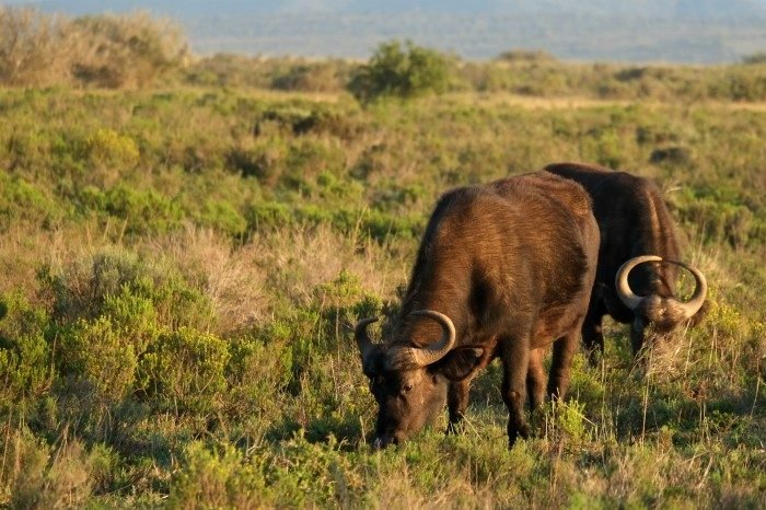 shamwari game reserve booking