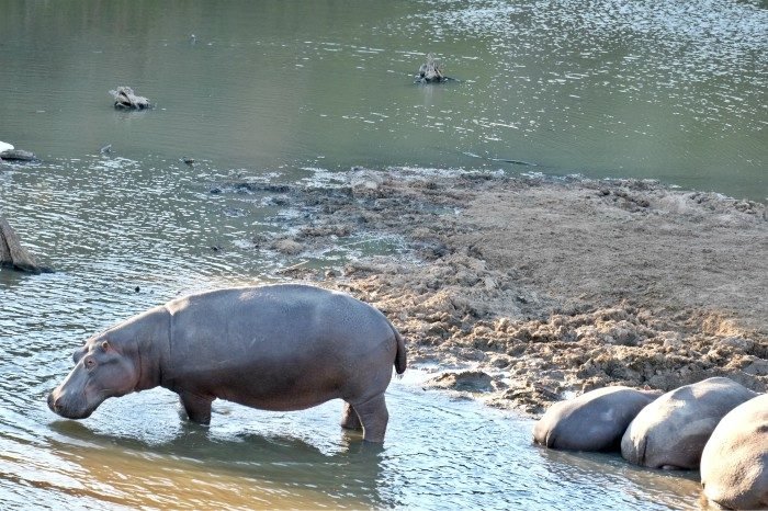 shamwari game reserve lodges