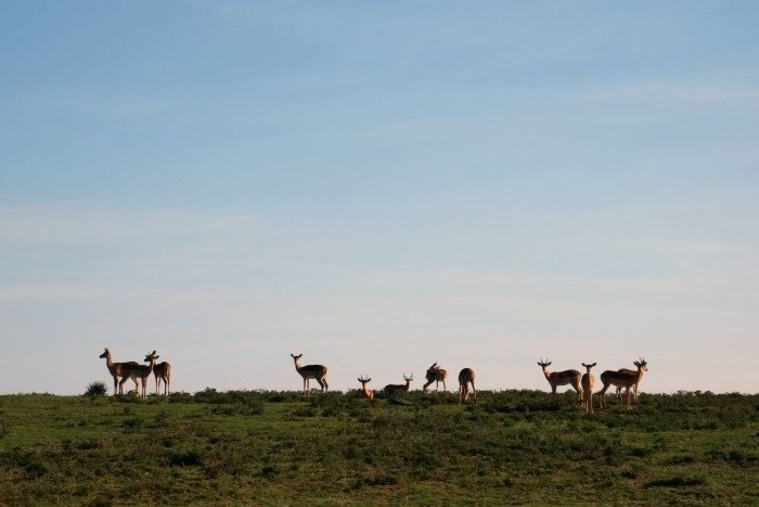 shamwari safari zuid afrika