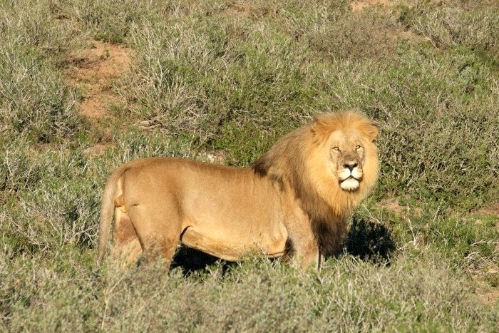 Review of Shamwari Game Reserve South Africa: is it worth it? 4