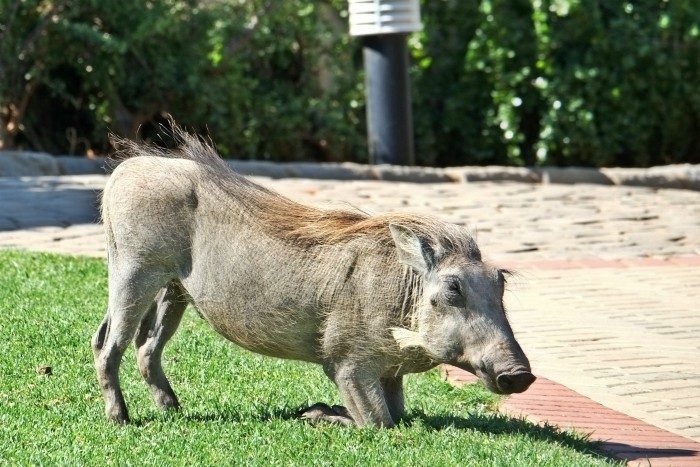 safari zuid afrika