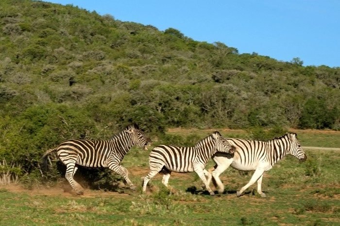 shamwari safari lodge