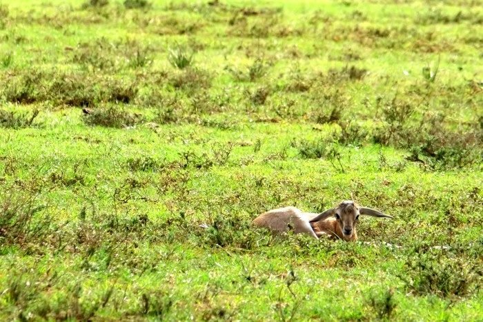 shamwari zuid afrika safari