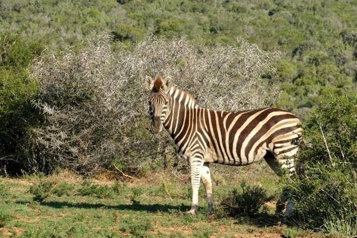 shamwari wildlife reserve