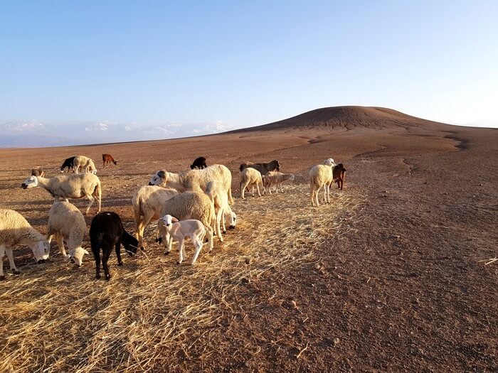 morocco desert trips