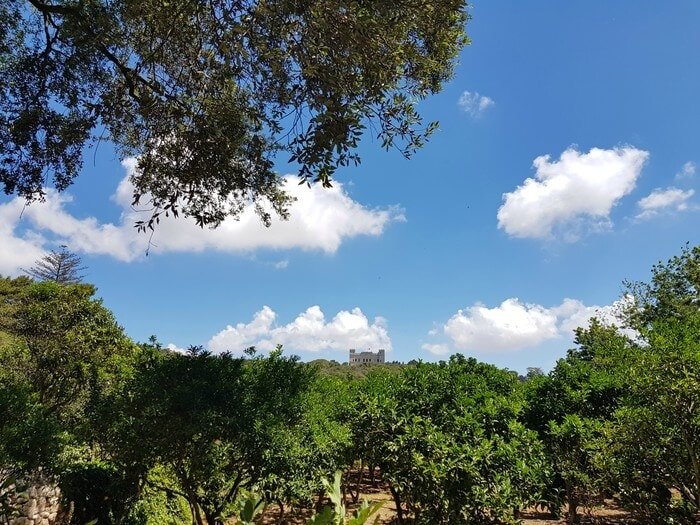 buskett forest malta