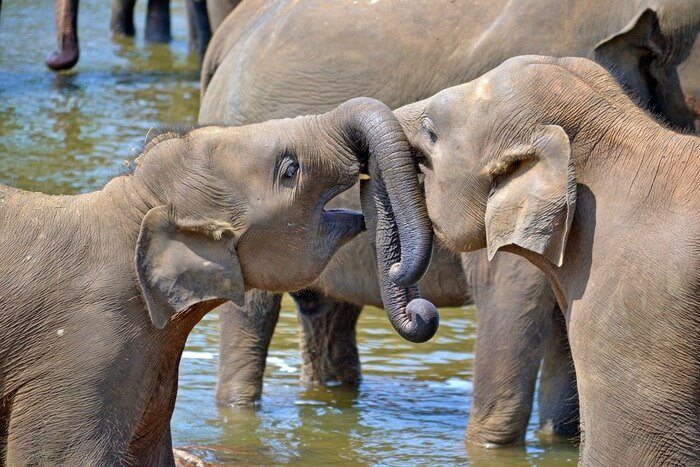 fun facts about sri lanka