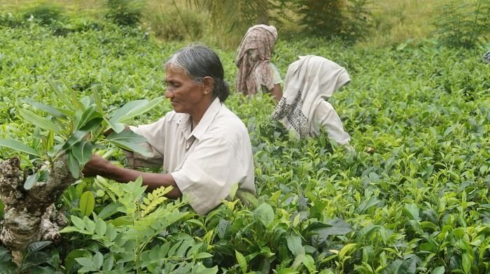 sri lanka facts and information