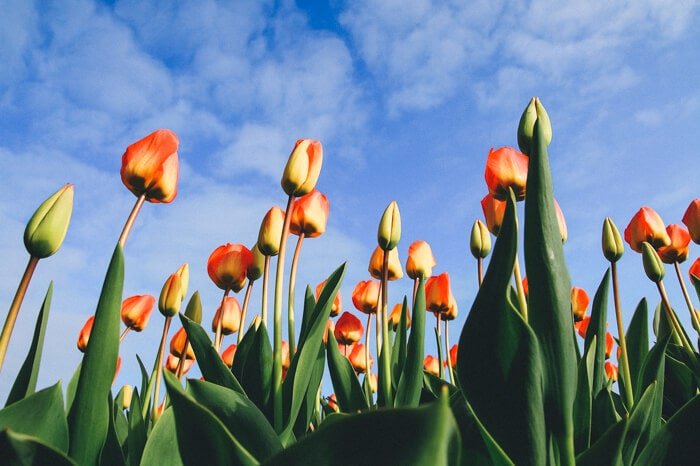 netherlands travel guide