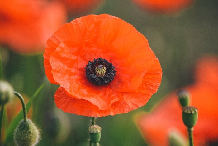 ww1 cemeteries