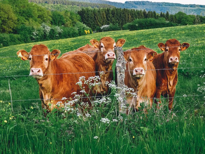 what to see in luxembourg