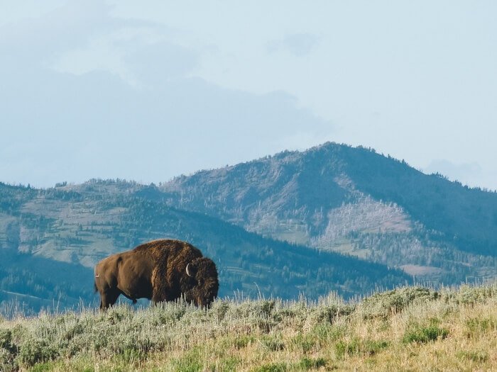 best lodging in yellowstone national park