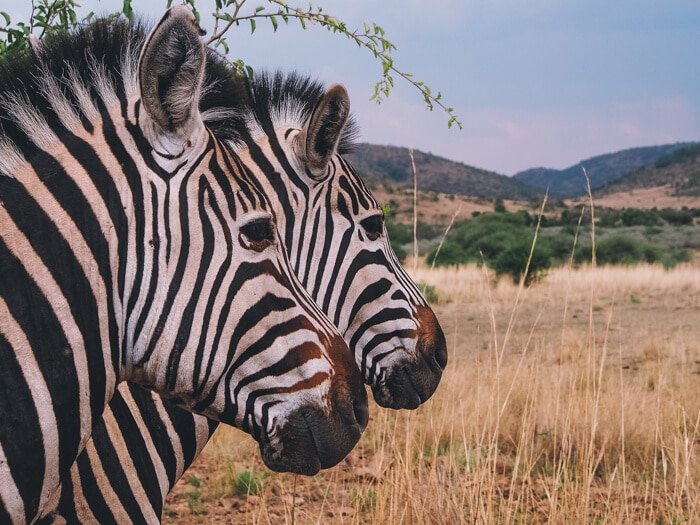 south africa travel specialist