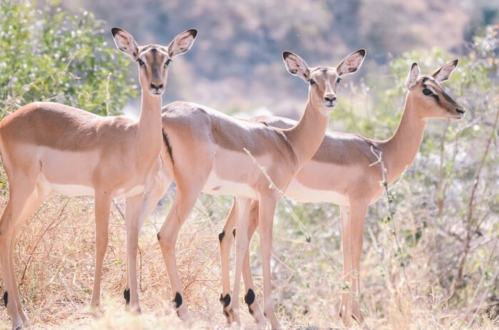 travel tips to south africa