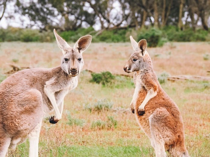 vakantie australie boeken