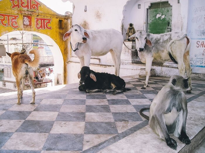 best india tours