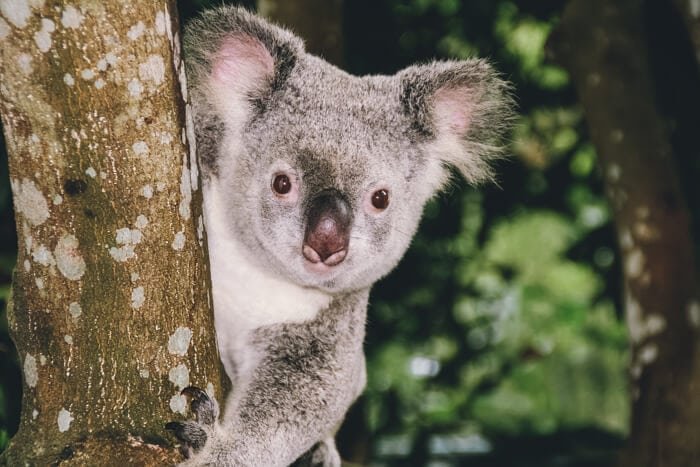 reisgidsen australie
