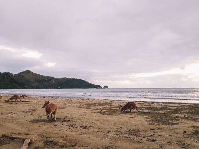 cape hillsborough kangaroos beach