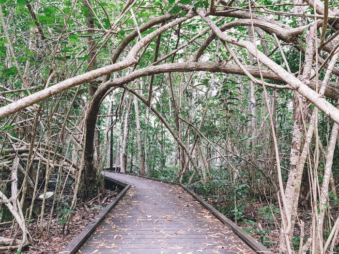 cape hillsborough nature resort