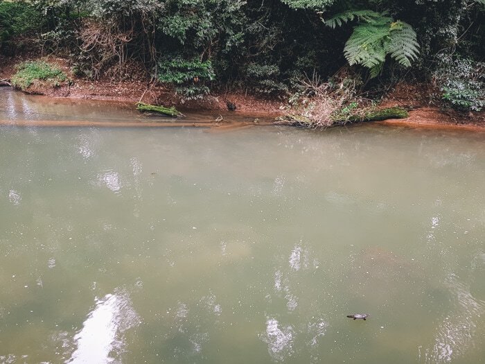 eungella national park platypus